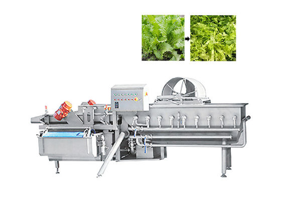 tagliatrice della lattuga della taglierina della foglia di verde 1000kg/H per la verdura di macedonia